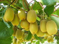 Seme voća: Golden kiwi (50 semenki) trpi mrazeve do -25°C