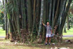 Seme drveća: Džinovski bambus - Phyllostachys pubescens (10 semenki) podnosi i do -20 C!