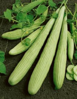 Seme povrća: Jermenski krastavac (20 semenki) Yard long 1 metar dužine