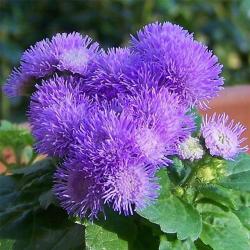 Seme cveća: Ageratum mexicanum