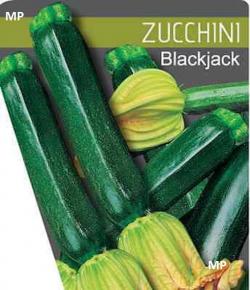 Seme povrća: Blackjack-cucurbita pepo