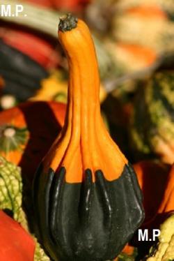 Seme povrća: Gourd Ornamental Pumpkin