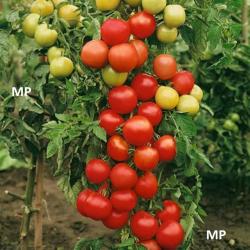 Seme povrća: Moneymaker Tomato