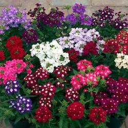 Seme cveća: Verbena mix - Holandsko seme