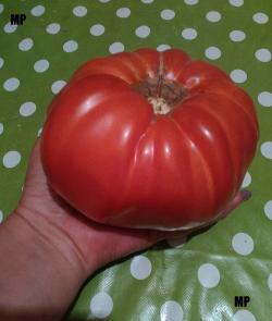 Seme povrća: Paradajz do 1kg - nije hibrid!