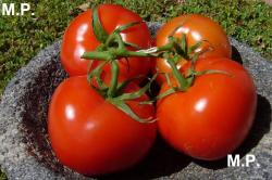 Seme povrća: Gružanski paradajz