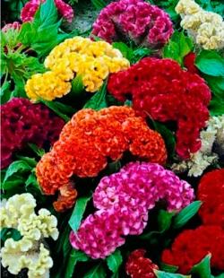 Seme cveća:   Celosia cockscomb