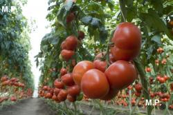 Seme povrća: Tamaris F1 - mnogorodan
