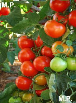Seme povrća: Momotaro Tomato-mnogorodan