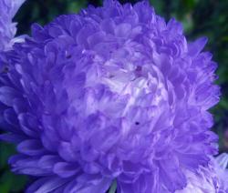 Seme cveća: Peony Aster dark blue