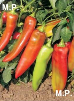 Seme povrća: Palanacka kapija rana sorta-slatka paprika