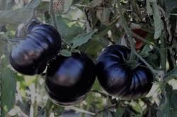 Seme povrća: Black beauty tomato