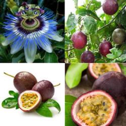 Seme povrća: Passion fruit