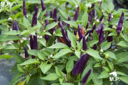 Seme povrća: Chili purple