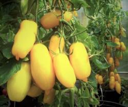 Seme povrća: Banana paradajz