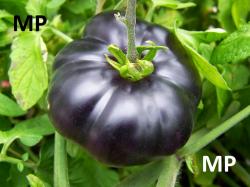 Seme povrća: Black beauty tomato - krupan