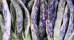 Seme povrća: Sarena boranija - stara sorta