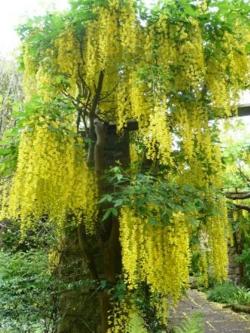 Seme cveća: Laburnum yellow rain