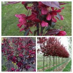 Sadnice - drveće: Crvenolisna ukrasna jabuka "Royalty"