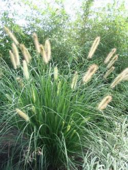 Trave: Pennisetum alopecuroides