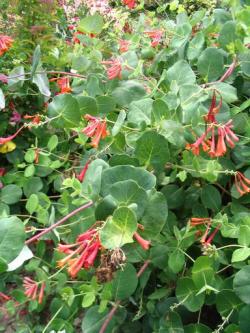 Sadnice - puzavice: Lonicera Dropmore Scarlet