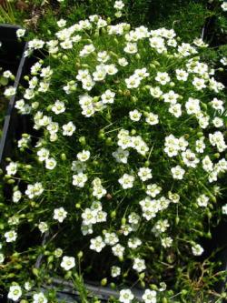 Perene: Sagina subulata