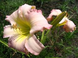 Perene: Hemerocallis Catherine Woodbury