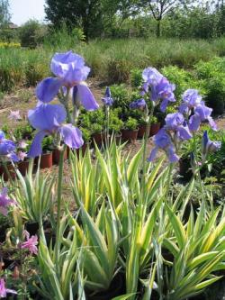 Lukovice: Iris palida Variegata