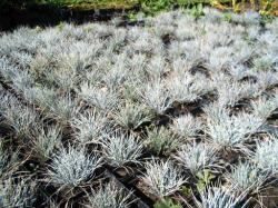 Trave: Festuca pallens Glauca