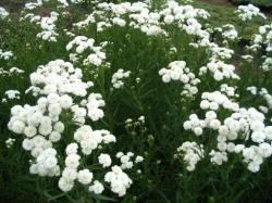 Perene: Achillea ptarmica Tepearl