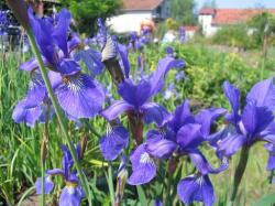 Lukovice: Iris sibirica Cambridge