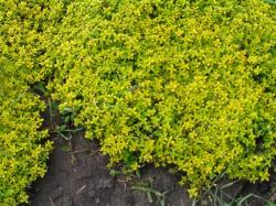 Perene: Thymus X citriodorus