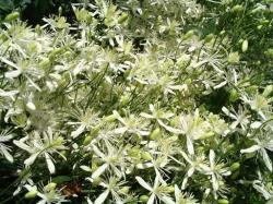 Sadnice - puzavice: Clematis vitalba