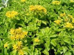 Perene: Sedum floriferum Weihenstephaner Gold