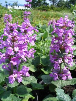 Perene: Stachys macrantha Superba