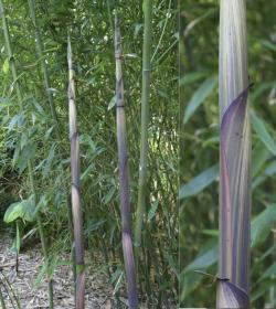 Sadnice - drveće: Phyllostachys Viridiglauscens, raste do 9m 