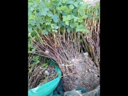 Sadnice - voće: pitomi sipak kultivisan