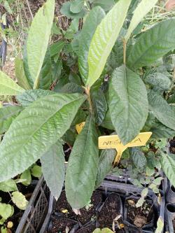 Sadnice - voće: Loquat ili Eriobotrya japonica, Nespola