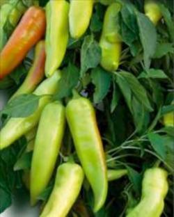 Seme povrća: Paprika ROMANSA 120 + semena