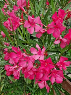 Sadnice - žbunaste vrste: Oleander Tamno Pink Simple 
