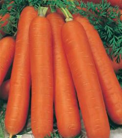 Seme povrća: Šargarepa Duga tupa bez srca 40798 70,00дин.