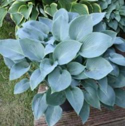 Perene: Hosta Blue Cadet P08070-1 sadnica