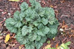 Perene: Heuchera Green Spice P674 - 1 sadnica