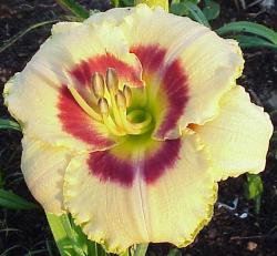 Perene: Hemerocallis Custard Candy P519