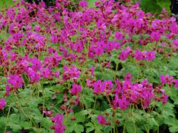 Perene: P469-Geranium macrorrhizum-3 sadnice