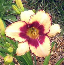 Perene: Hemerocallis Border Music P405