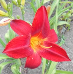 Perene: Hemerocallis Lusty Lealand P408