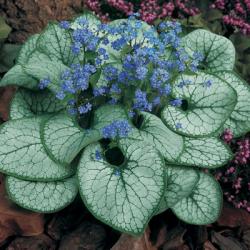 Perene:  Brunnera Jack Frost- Kavkaski nezaboravak P0124 - 1 sadnica	