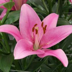 Lukovice: Ljiljan-Lilium Asiatic Pink