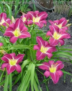 Perene: Hemerocallis Lavender Deal P412